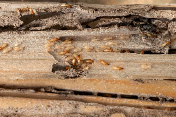 Best Commercial Pest Control Services  in Doniphan, MO