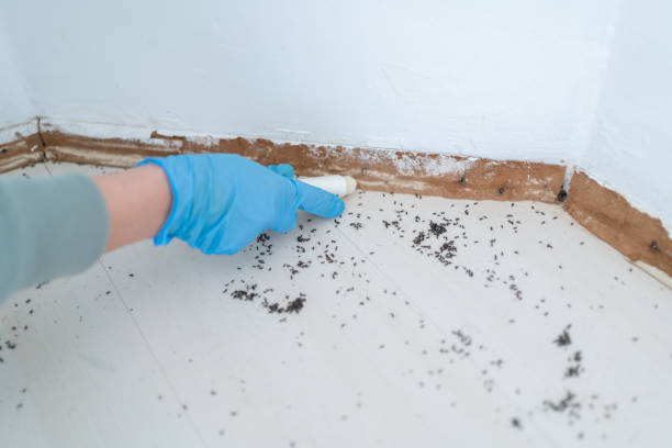 Best Termite Control Services  in Doniphan, MO